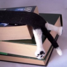 Cat SPLAT Bookmark